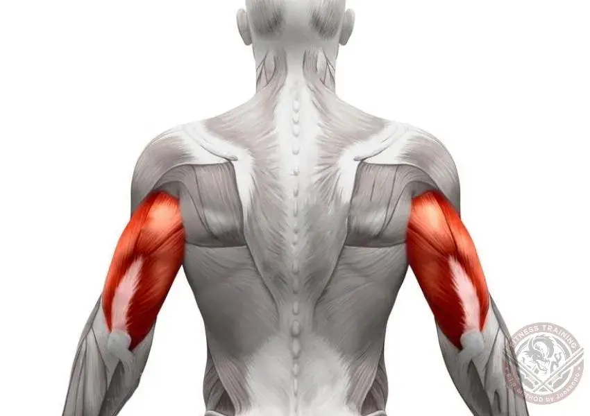 Ejercicios para fortalecer el Tríceps braquial