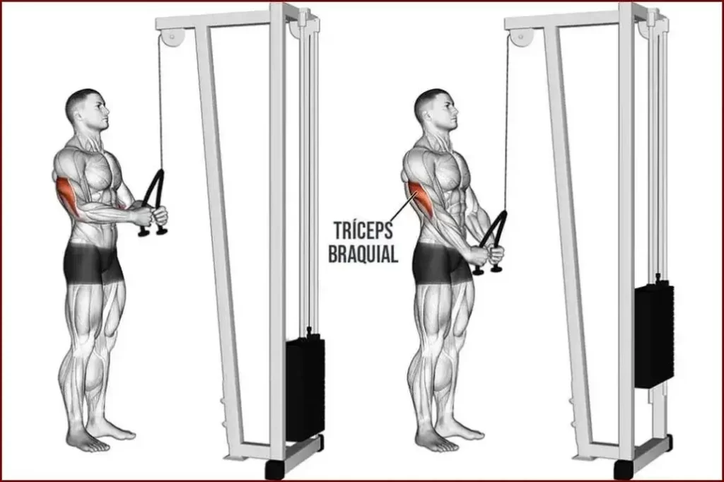 Extensiones de triceps con polea alta